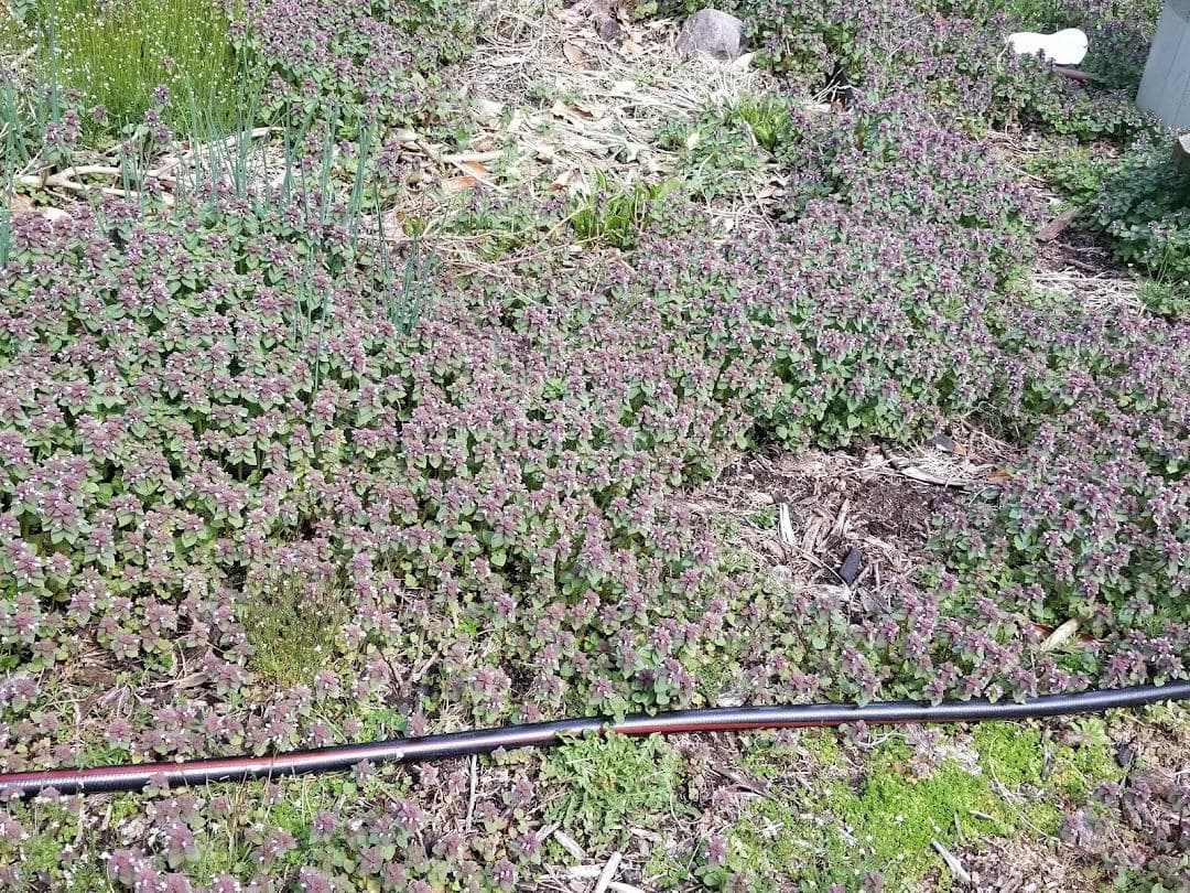 Phoenix Community Garden photo 6