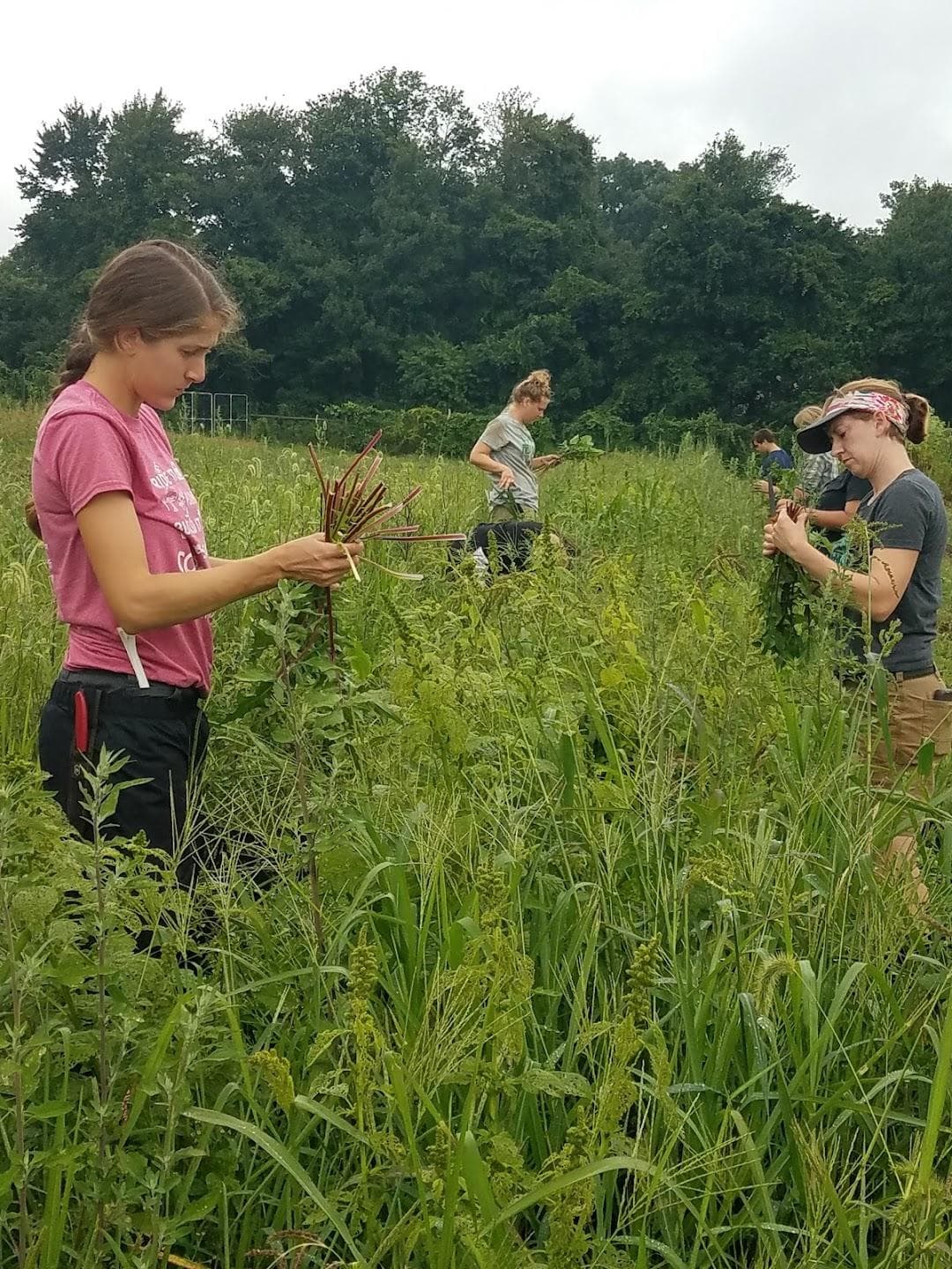 Massaro Community Farm Inc photo 5