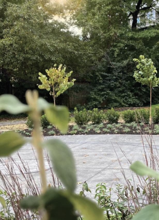 The Judy Weston Garden photo 5