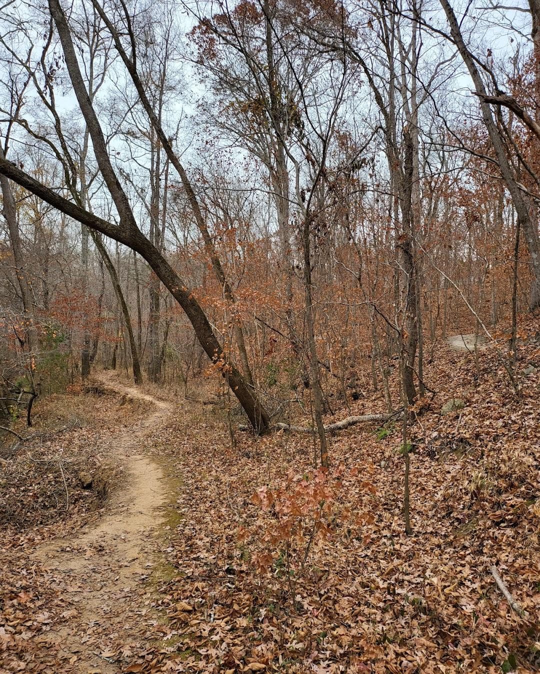 Anne Springs Close Greenway - Adventure Road photo 6