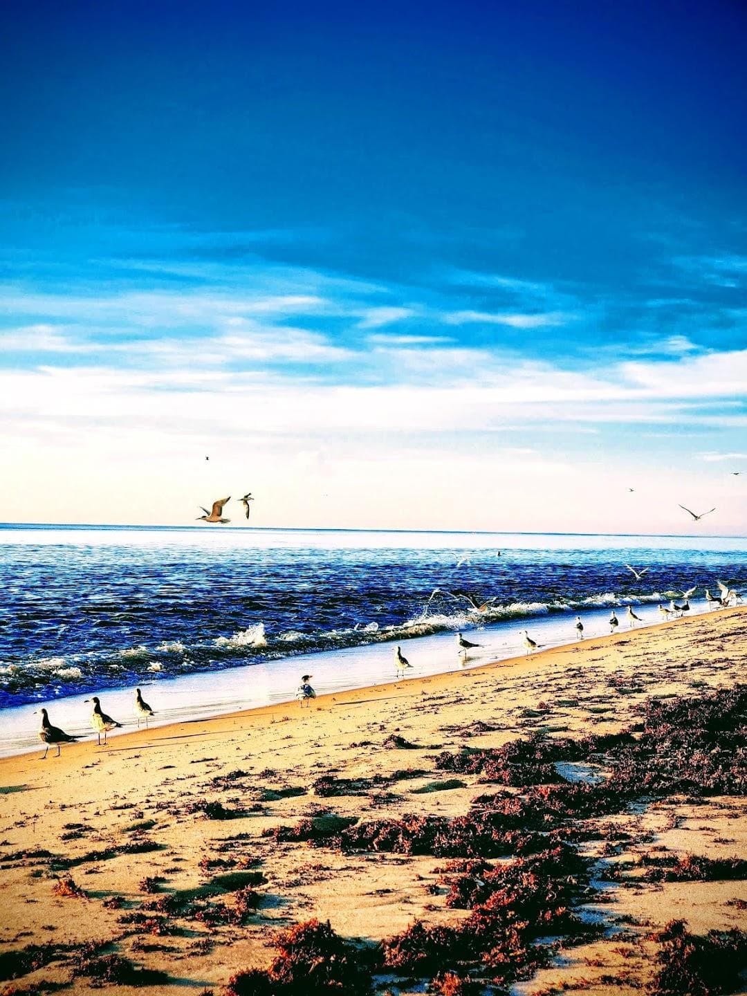South City Beach Park photo 1