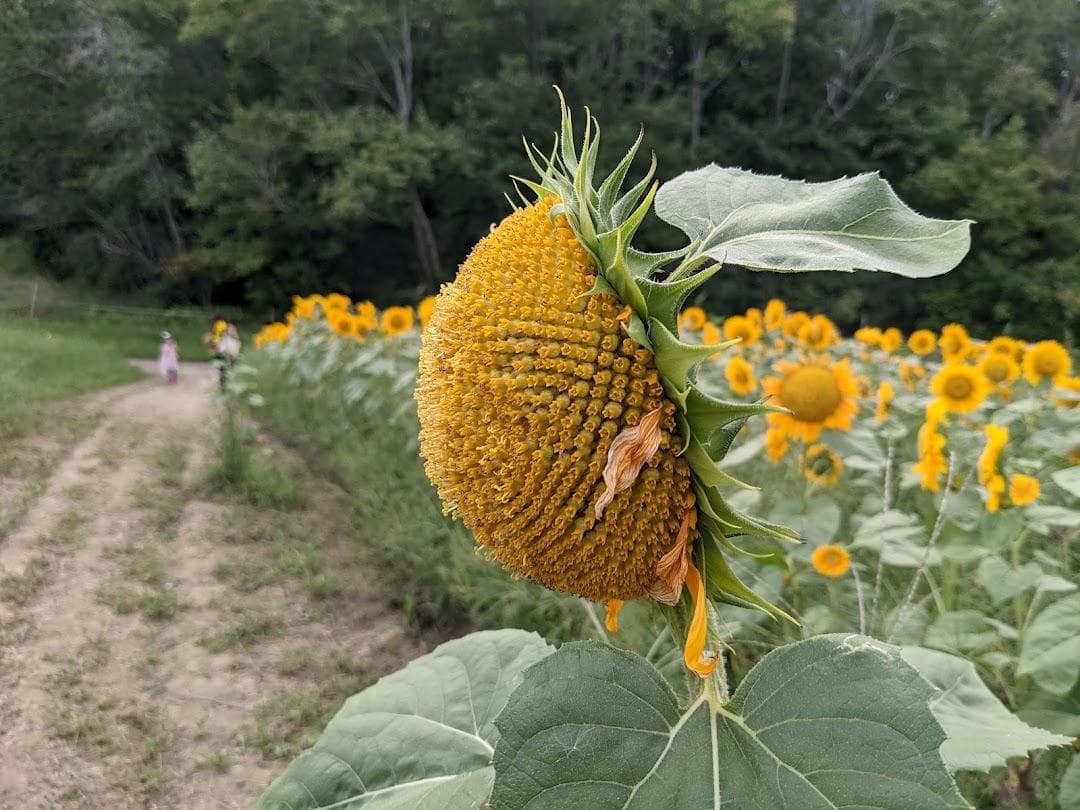 School Street Sunflowers photo 6