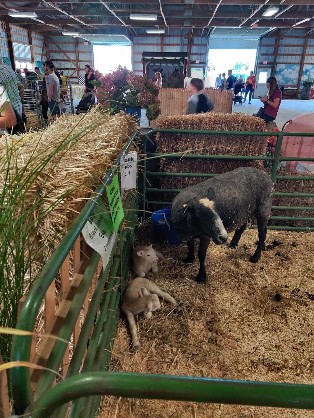 Three County Fair photo 5