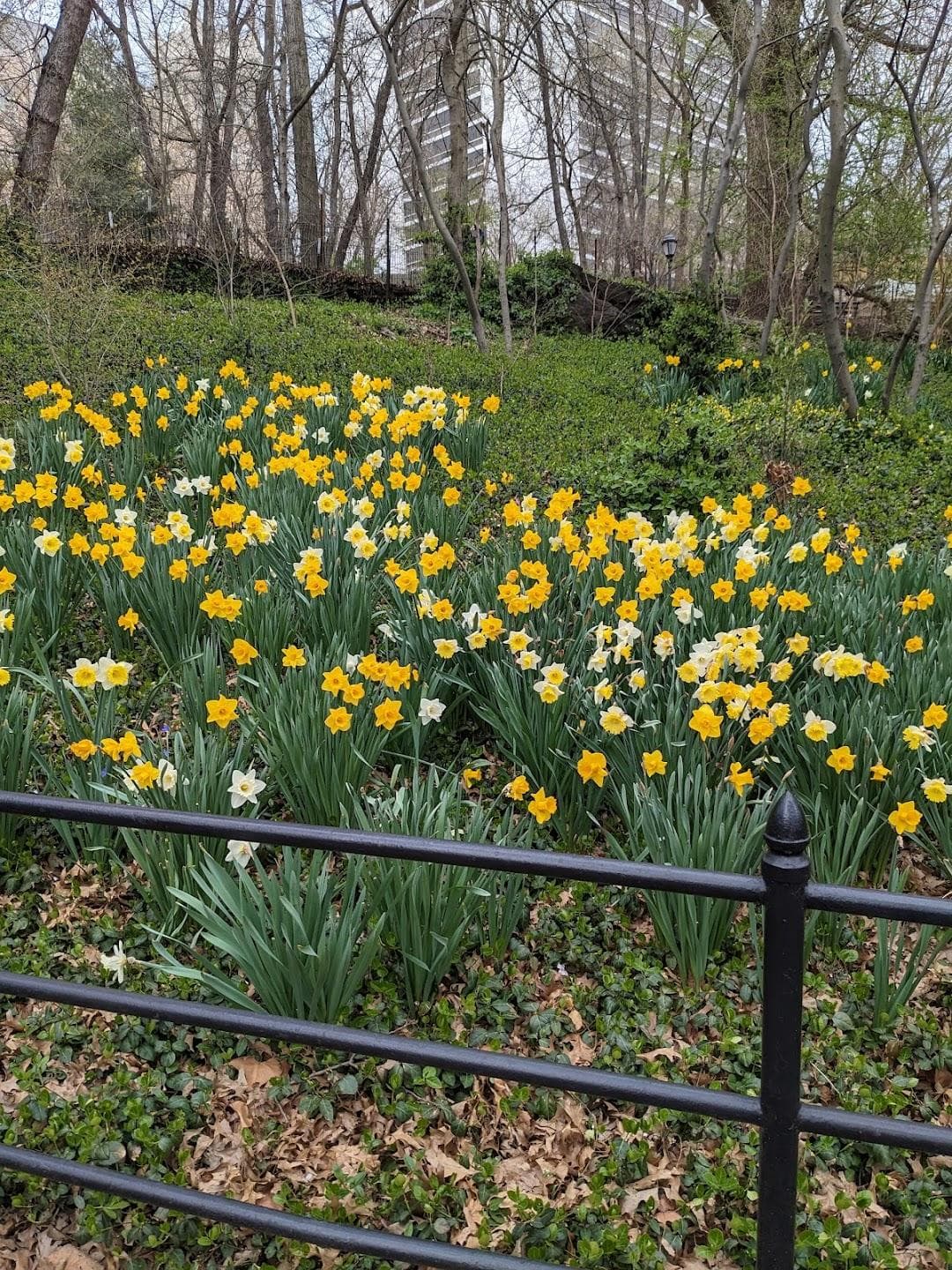 St. Nicholas Park photo 3