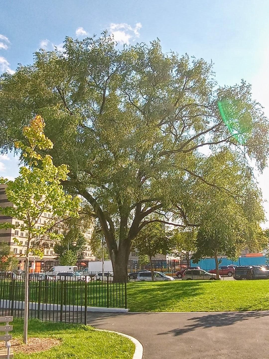 Mapes Park photo 1