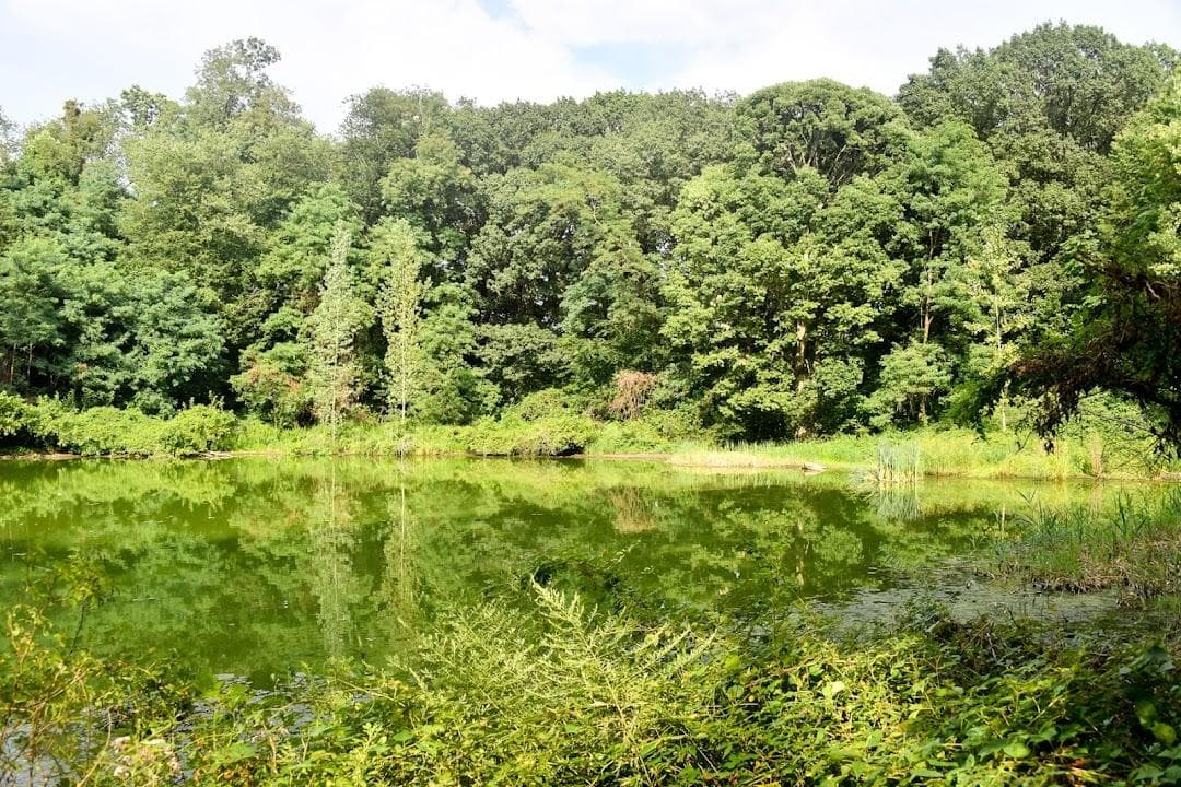 Forest Park photo 1