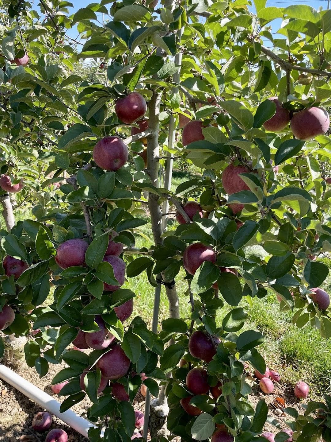 Honey Pot Hill Orchards photo 3