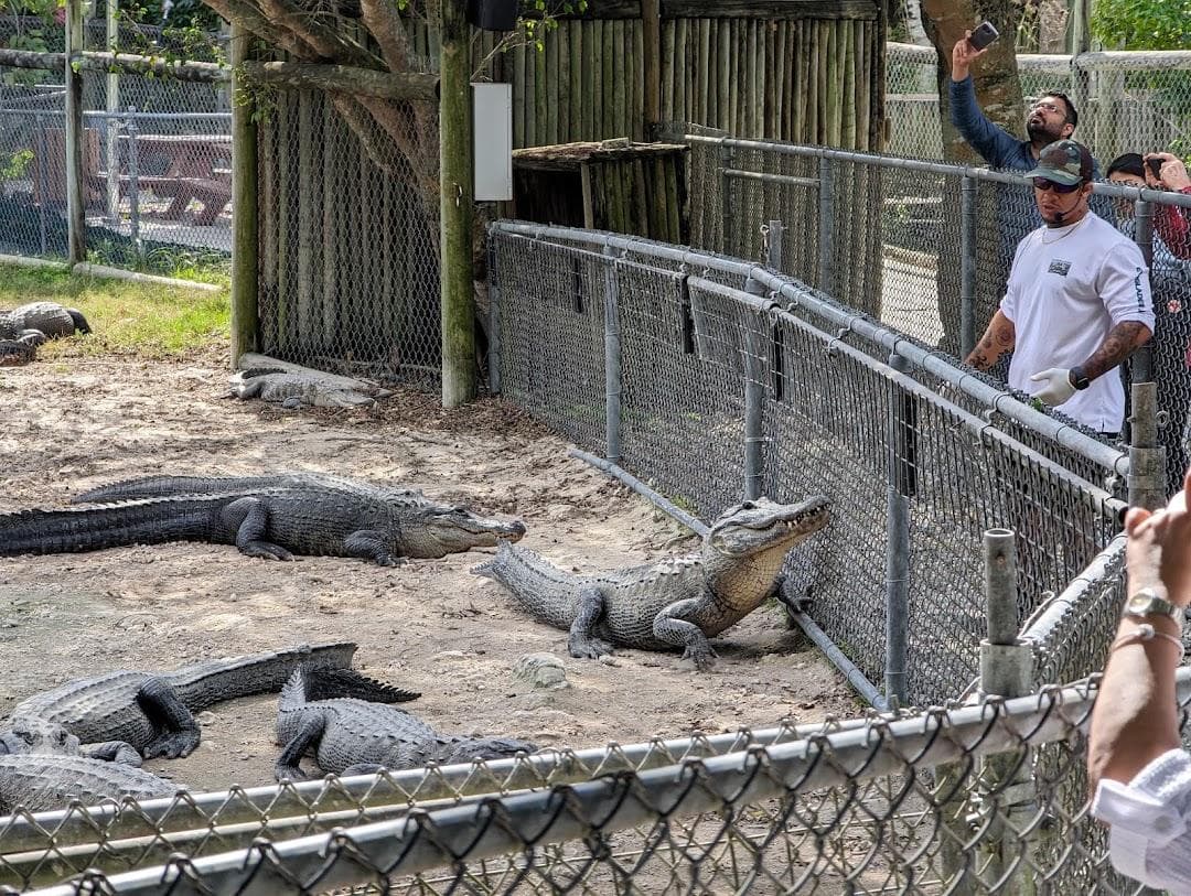 Everglades Alligator Farm photo 1