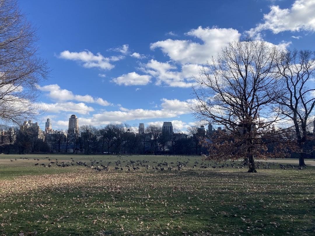 The Great Lawn photo 1