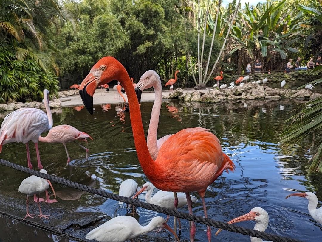 Flamingo Gardens photo 1