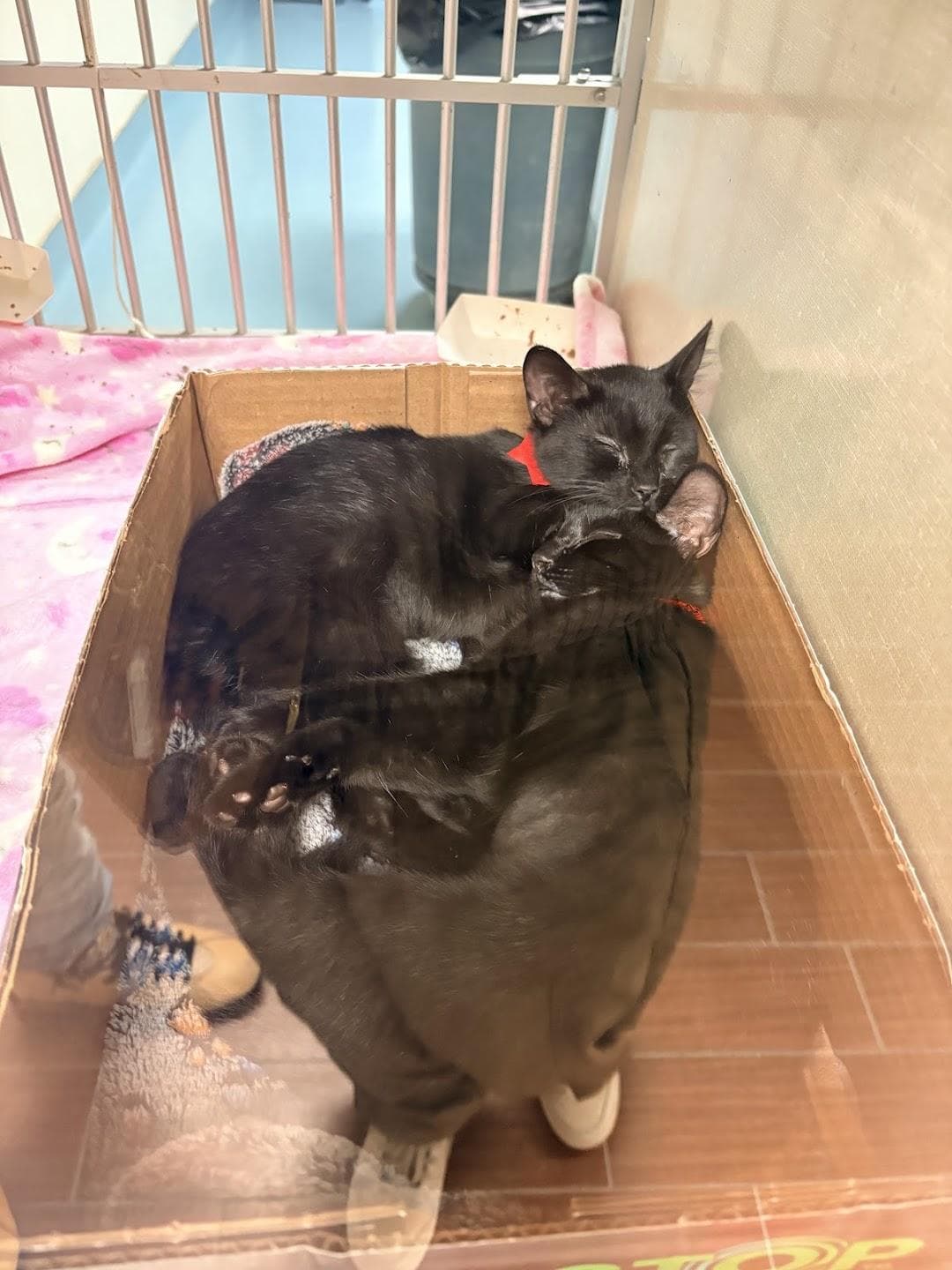Humane Society of Broward County photo 3