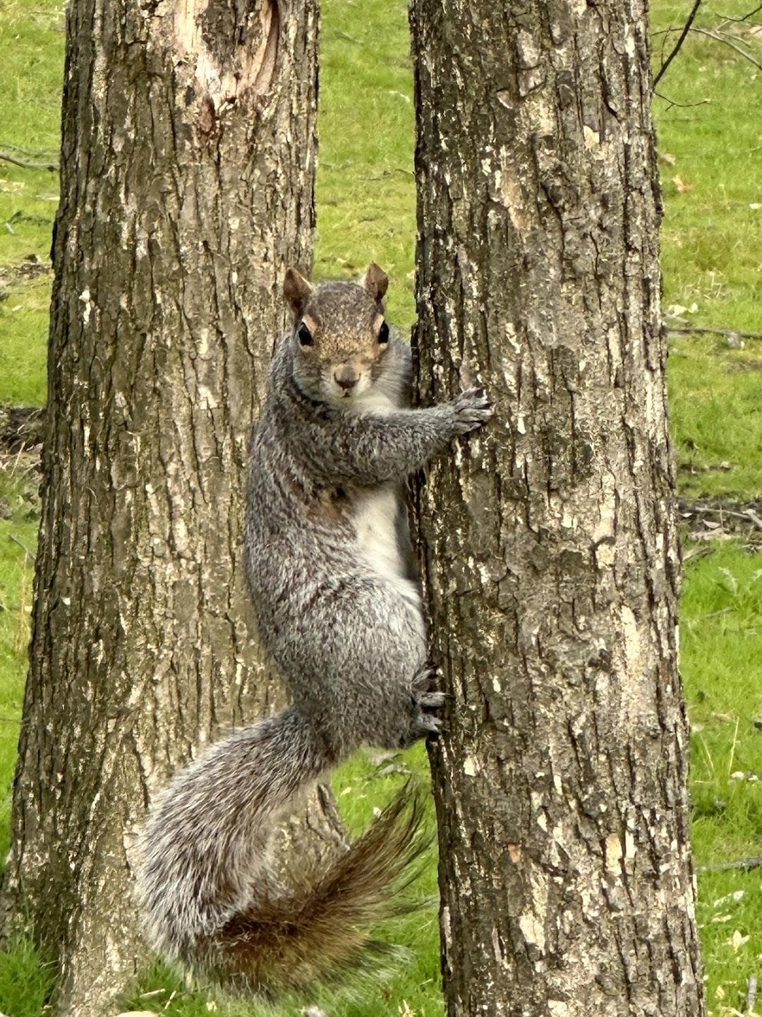 James J. Braddock North Hudson County Park photo 3