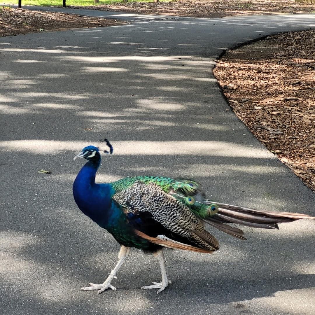 Franklin Park photo 4