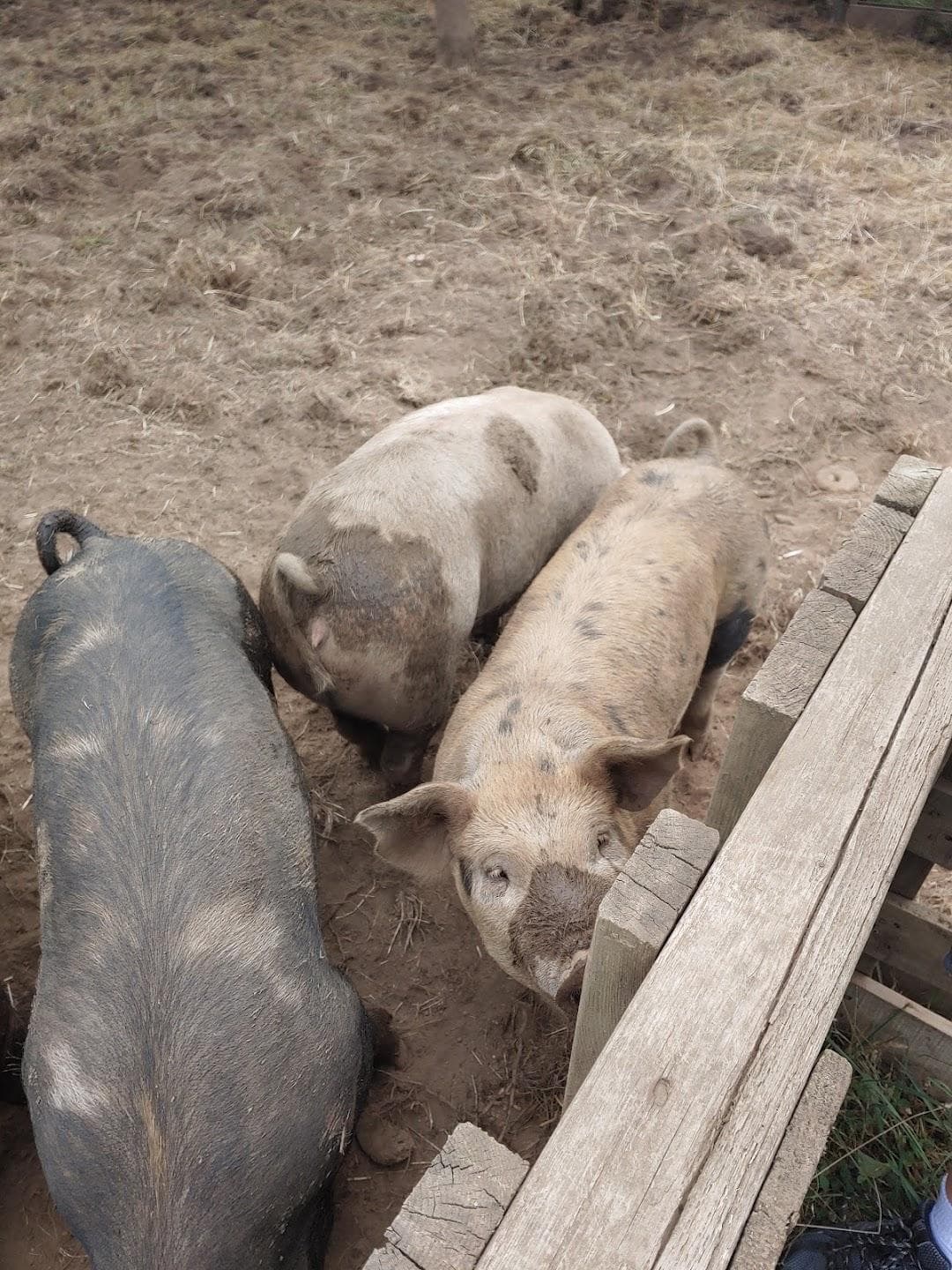 Douglas Orchard & Farm photo 2
