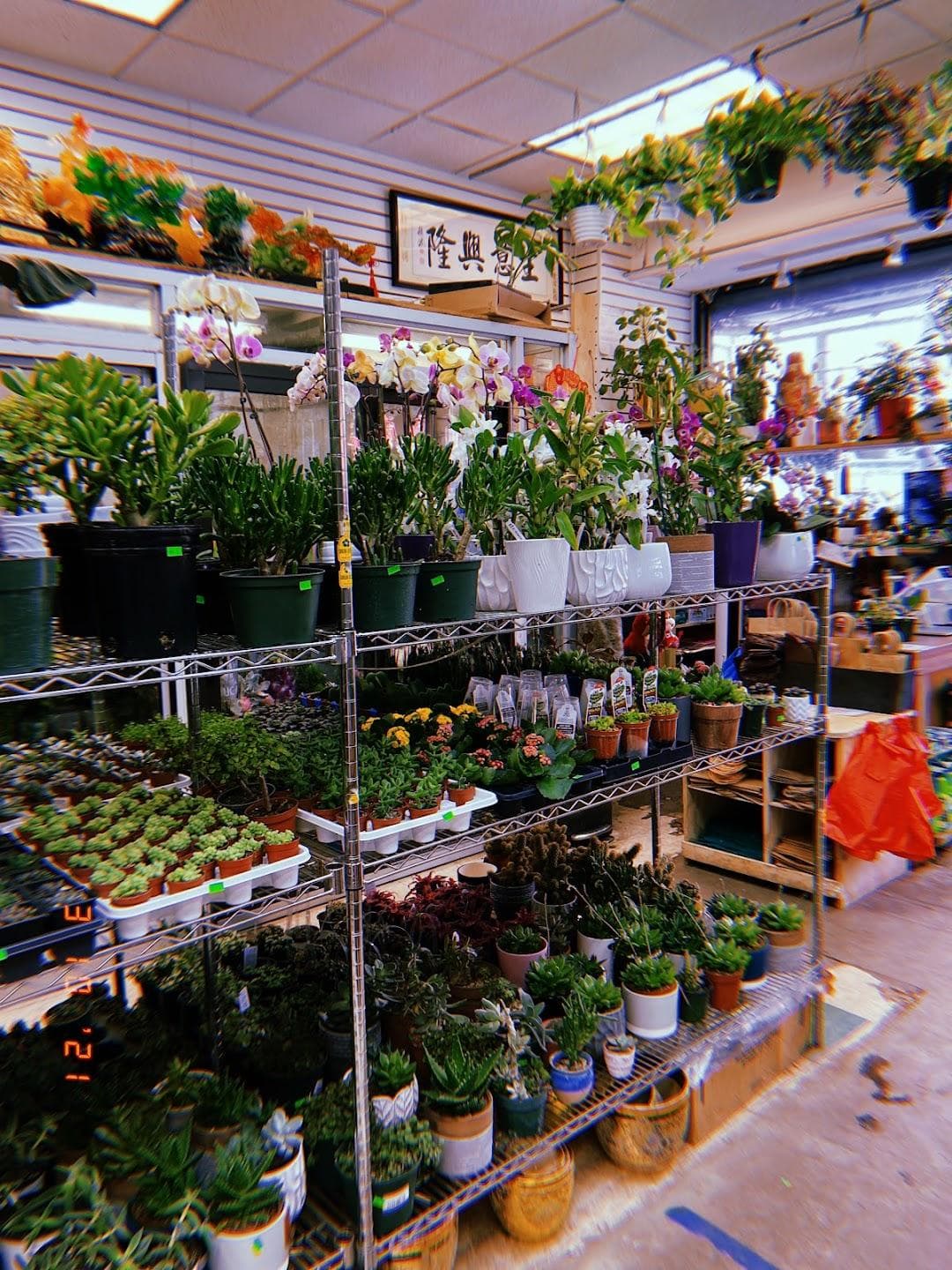 Dahing Plants & Landscaping photo 2