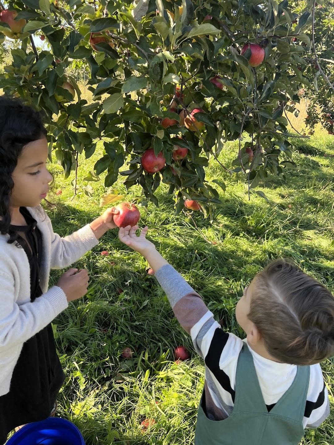 Douglas Orchard & Farm photo 6