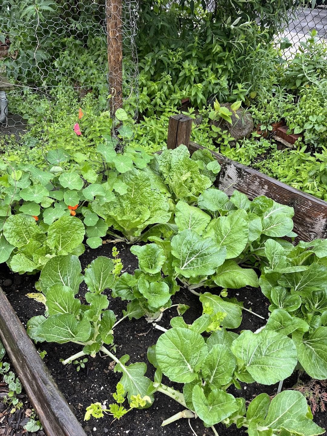 Patchen Community Square Garden photo 1