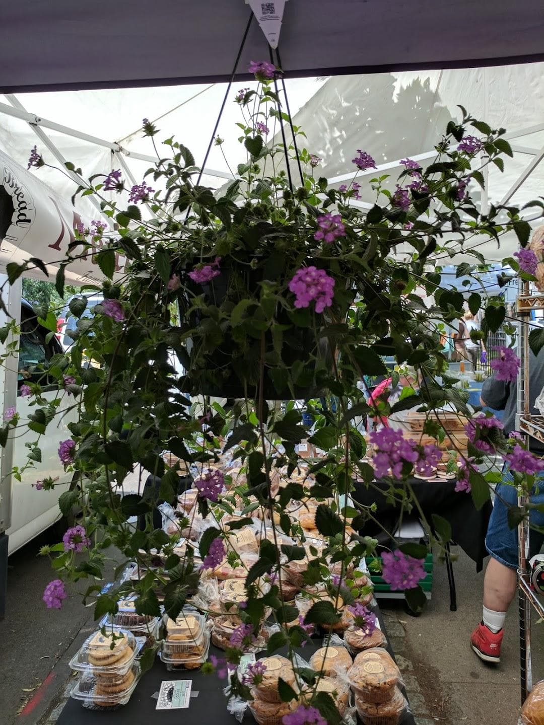 Cortelyou Greenmarket photo 5