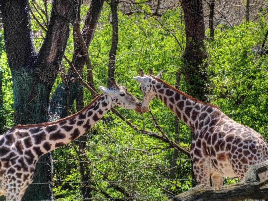 Bronx Zoo photo 4