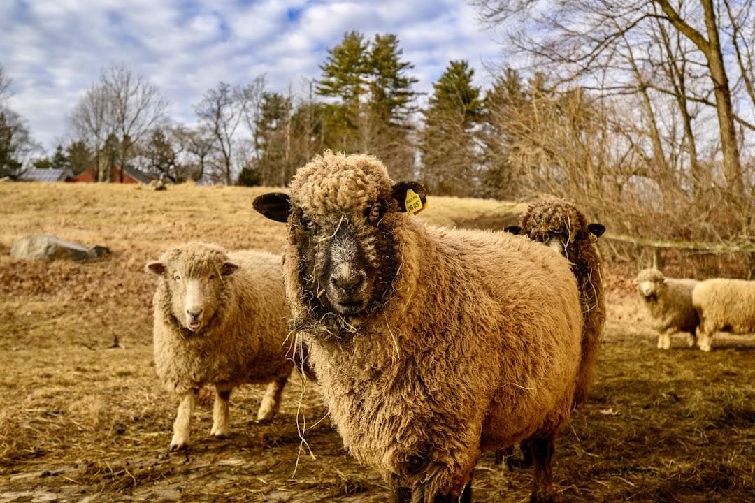 Mass Audubon's Drumlin Farm photo 3