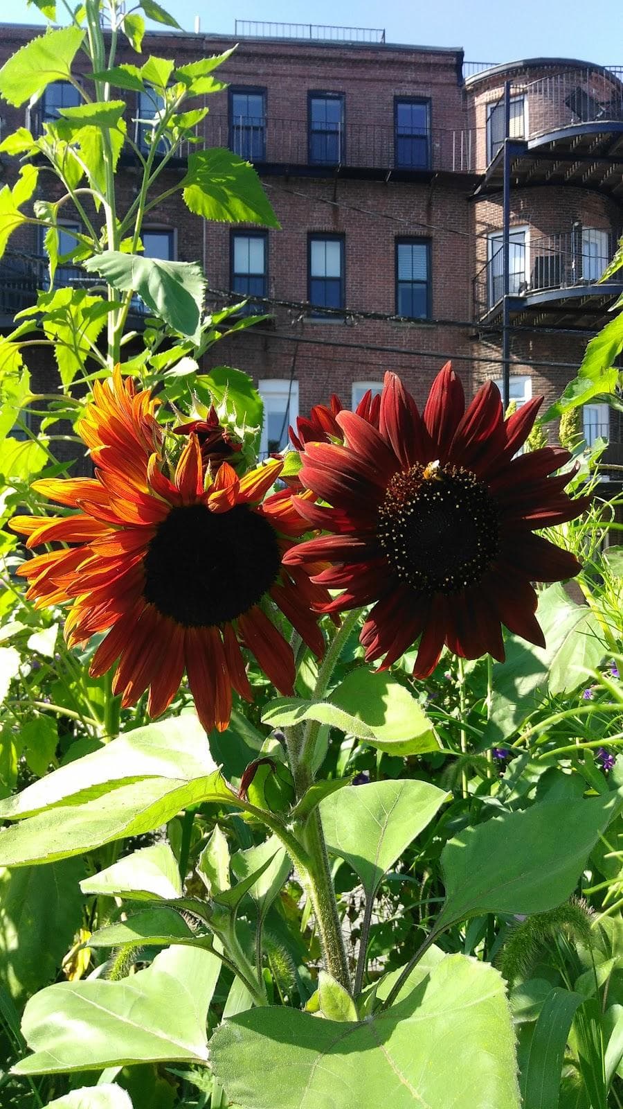 Berkeley Community Garden photo 5