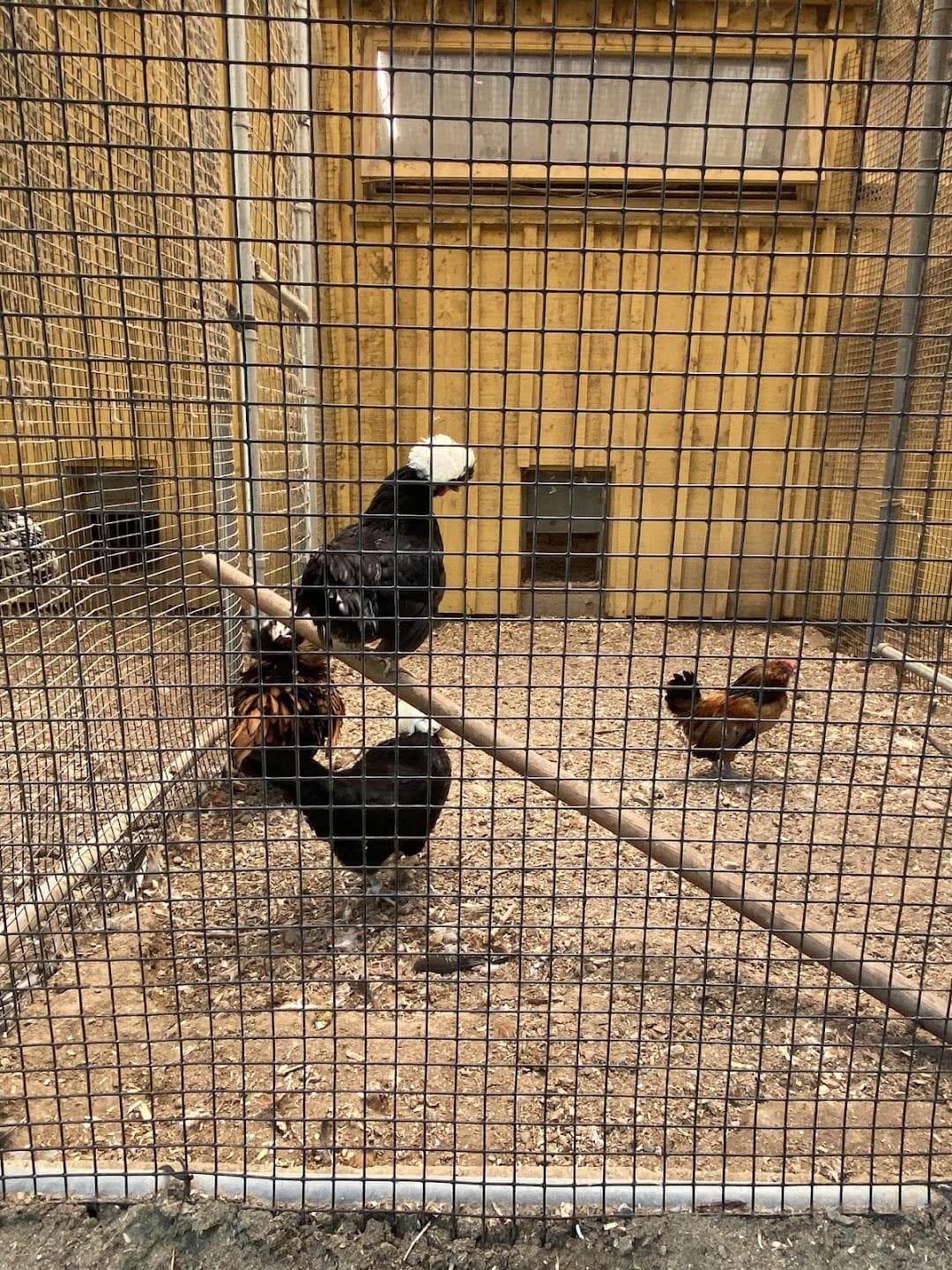 Mass Audubon's Drumlin Farm photo 6
