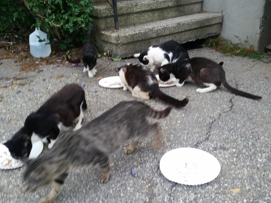 Greater New Haven Cat Project photo 1