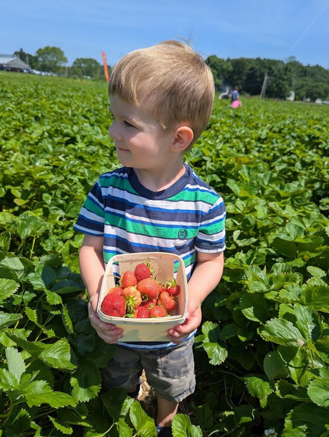 Verrill Farm photo 2