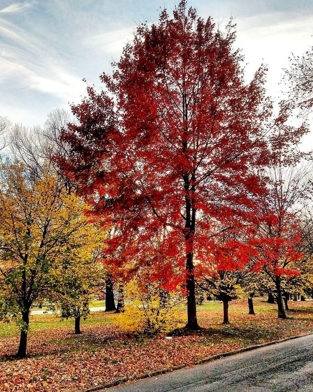 Pelham Parkway photo 4