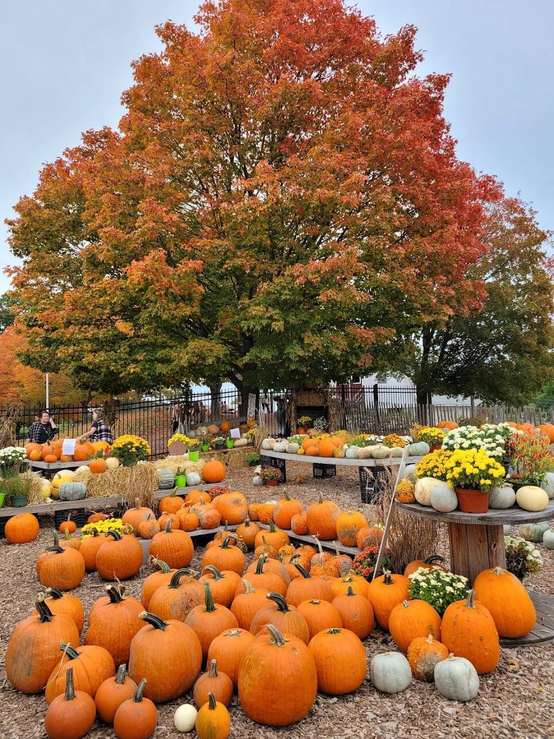 Brooksby Farm photo 6