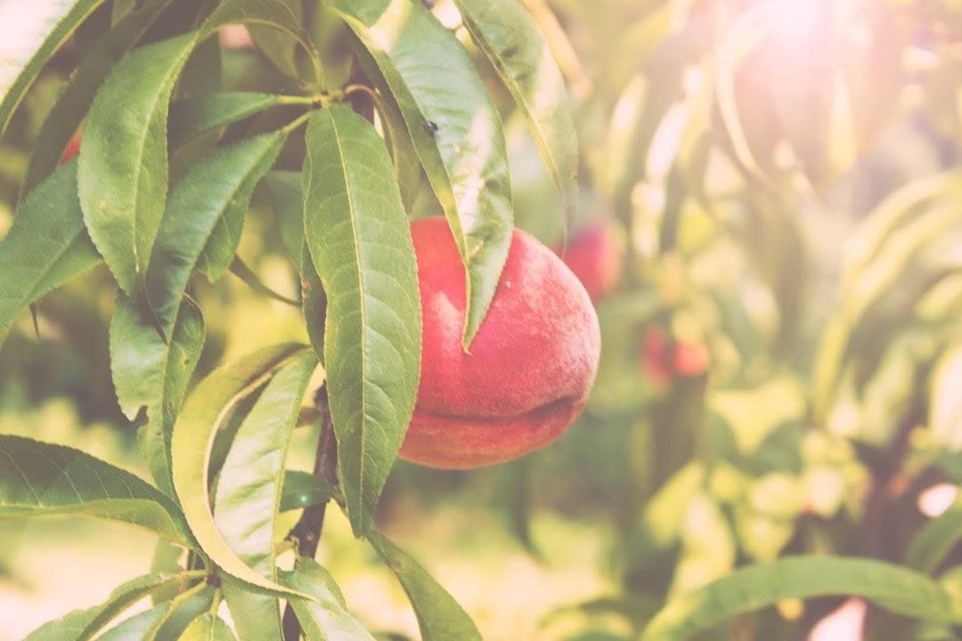 Carver Hill Orchard photo 6