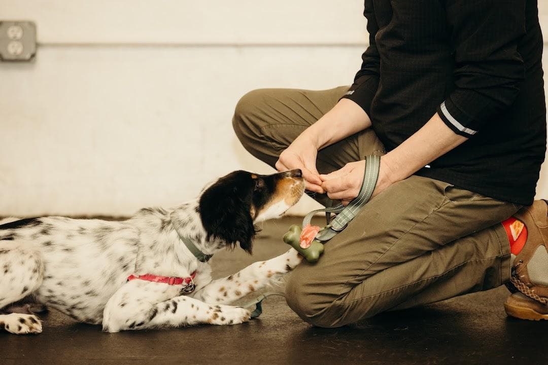 Opportunity Barks Behavior & Training photo 4