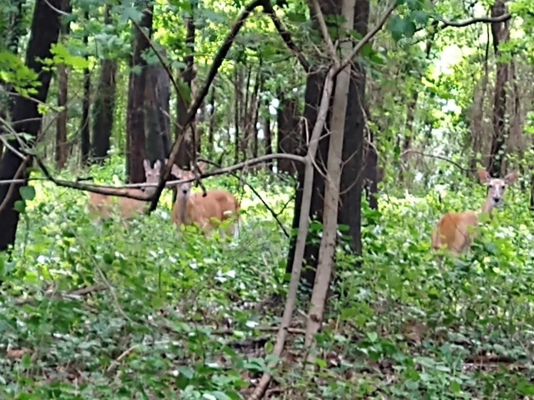 Jones Woods Park photo 4