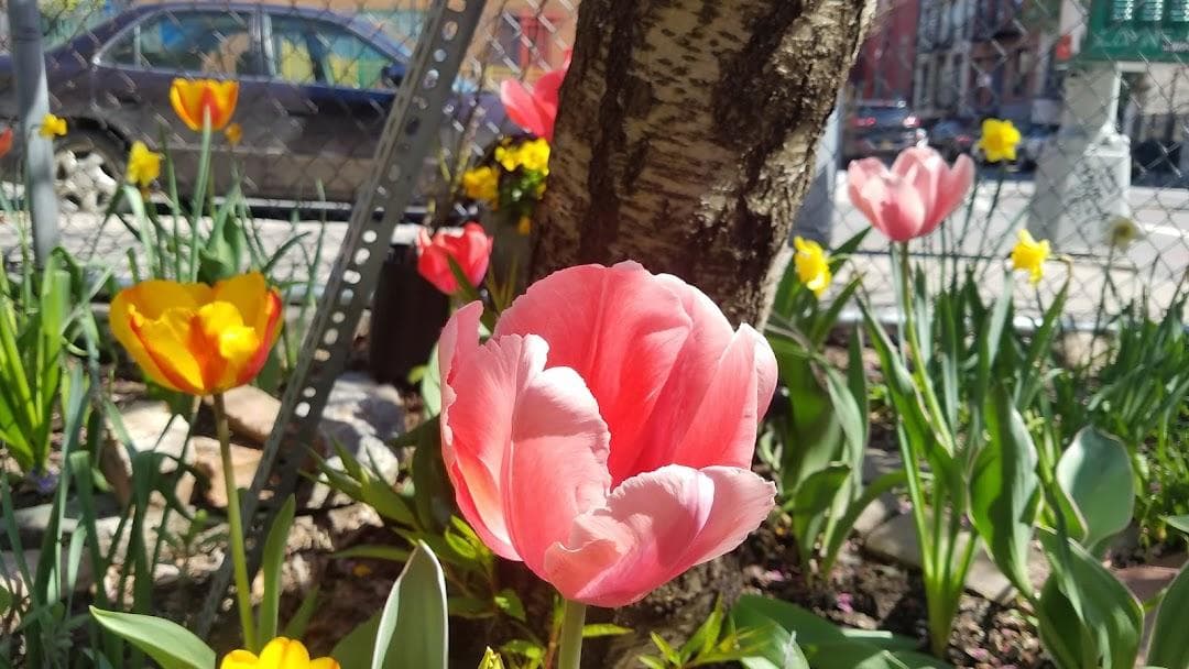 Children's Magical Garden photo 1