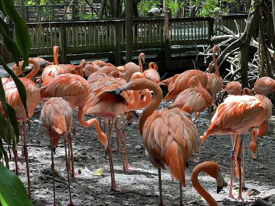 Jungle Island photo 3