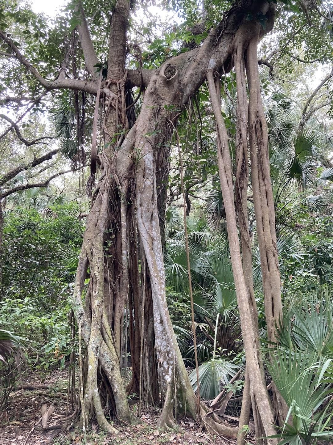 Enchanted Forest Elaine Gordon Park photo 6