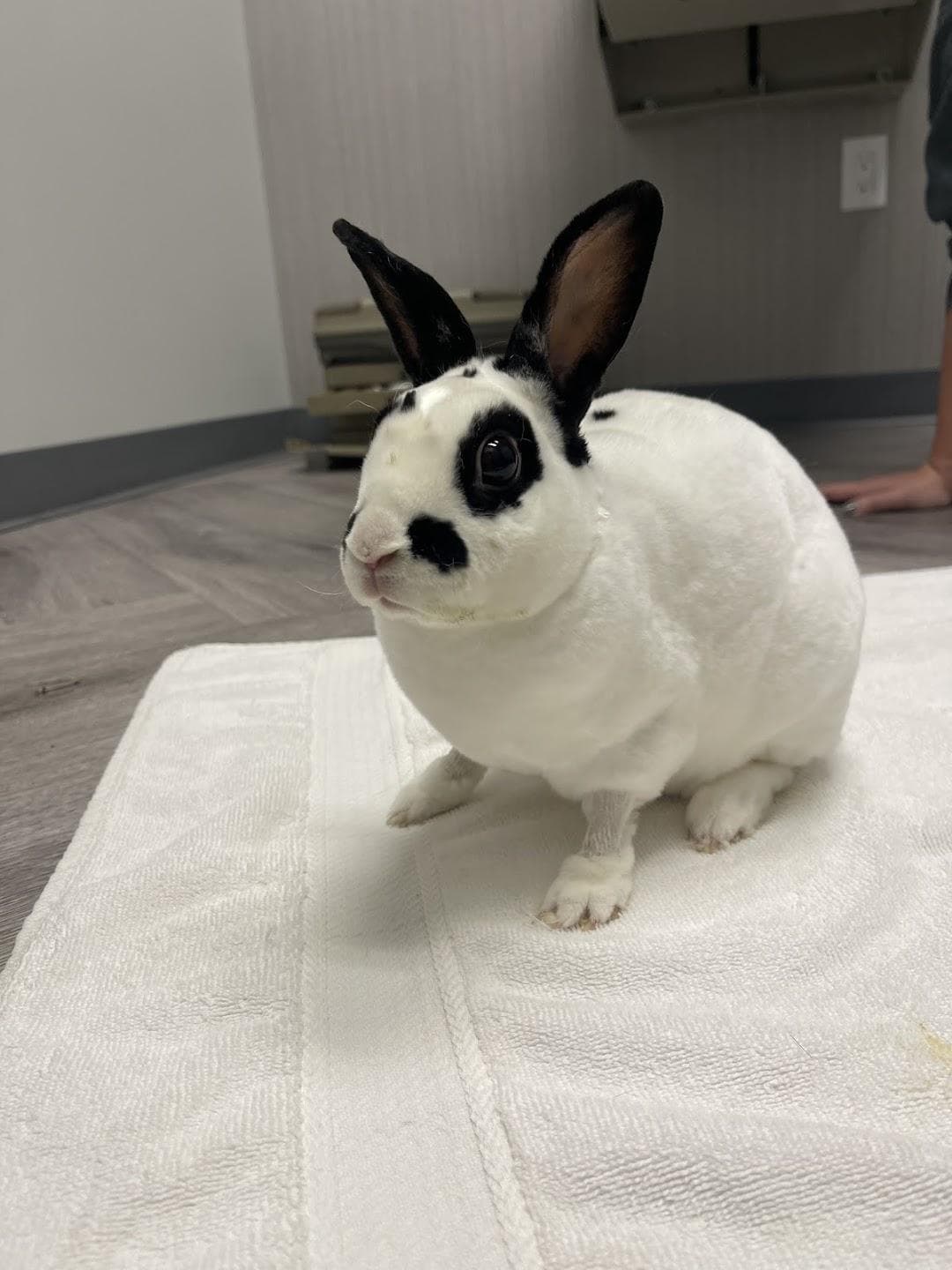 Avian & Exotic Philly Vet Medical Surgical Clinic photo 2
