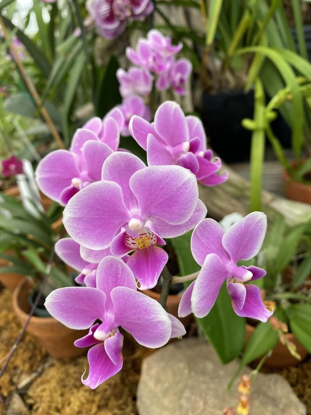 UNC Charlotte Botanical Gardens photo 6