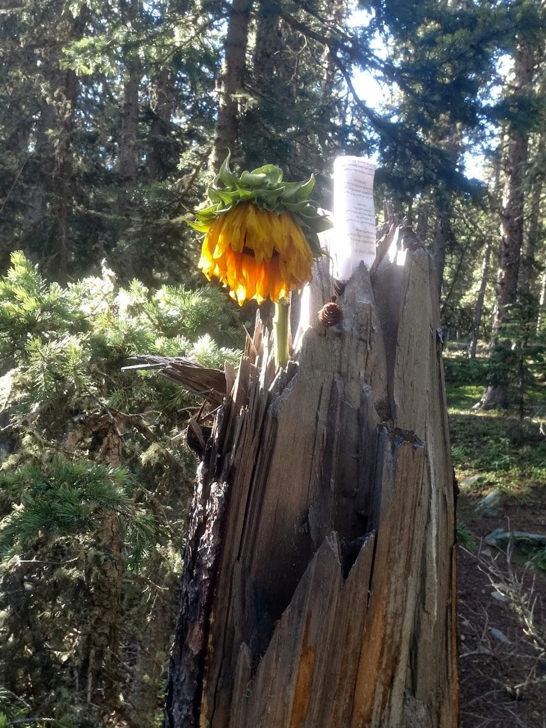 Echo Lake Campground photo 5