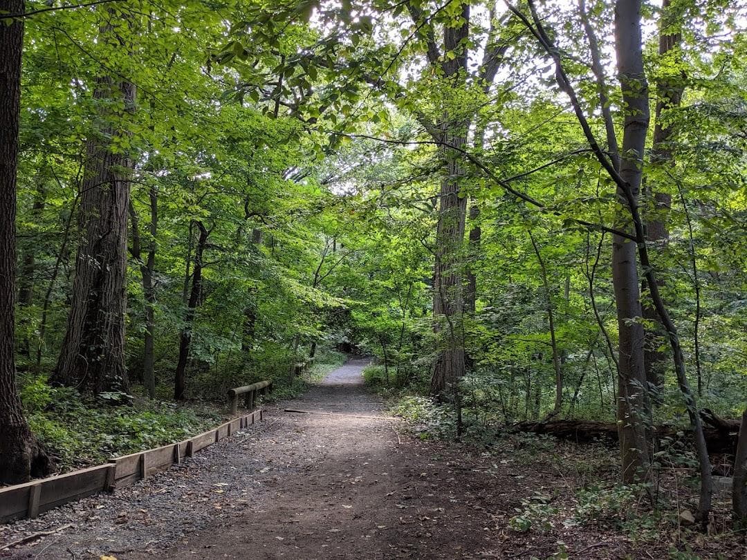 Forest Park photo 3