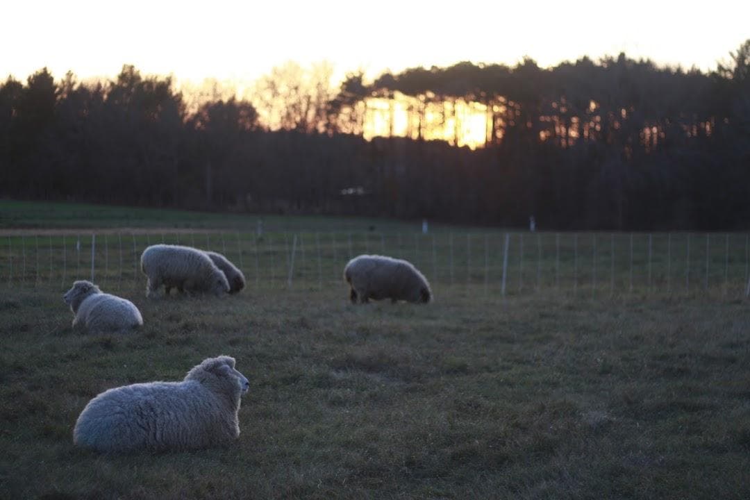 Mass Audubon's Drumlin Farm photo 1