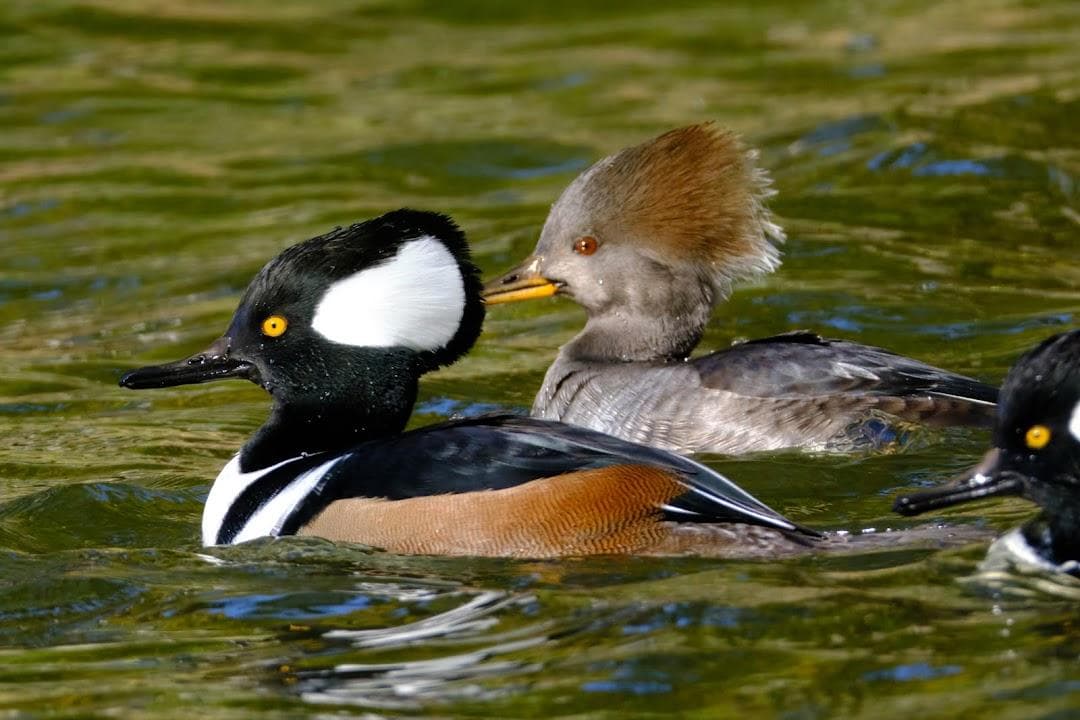 Chandler Pond photo 2