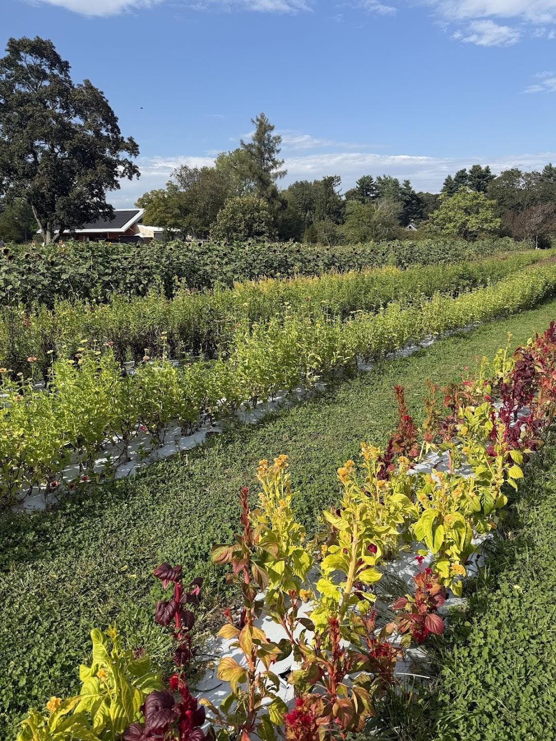 Land's Sake Farm photo 6
