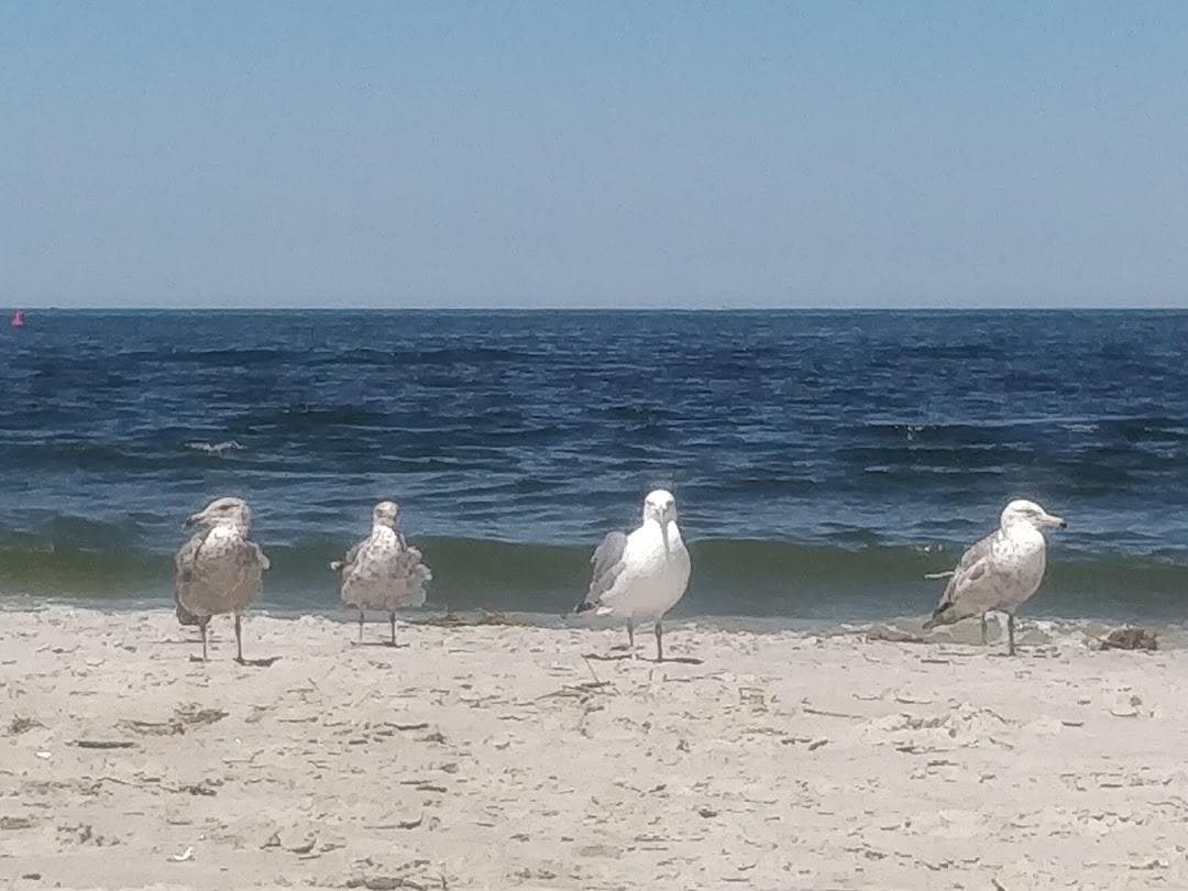 Crane Beach photo 5