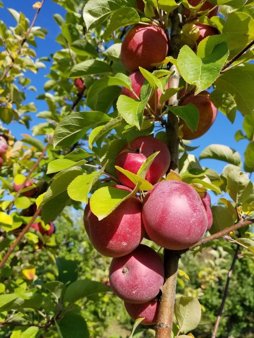 Westward Orchards photo 6