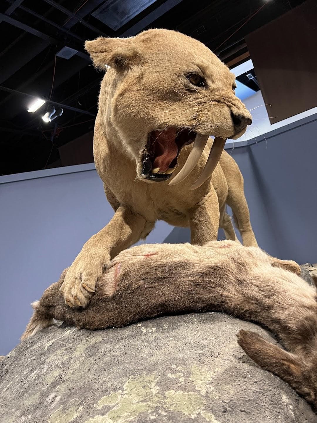 The Schiele Museum of Natural History & Planetarium photo 1