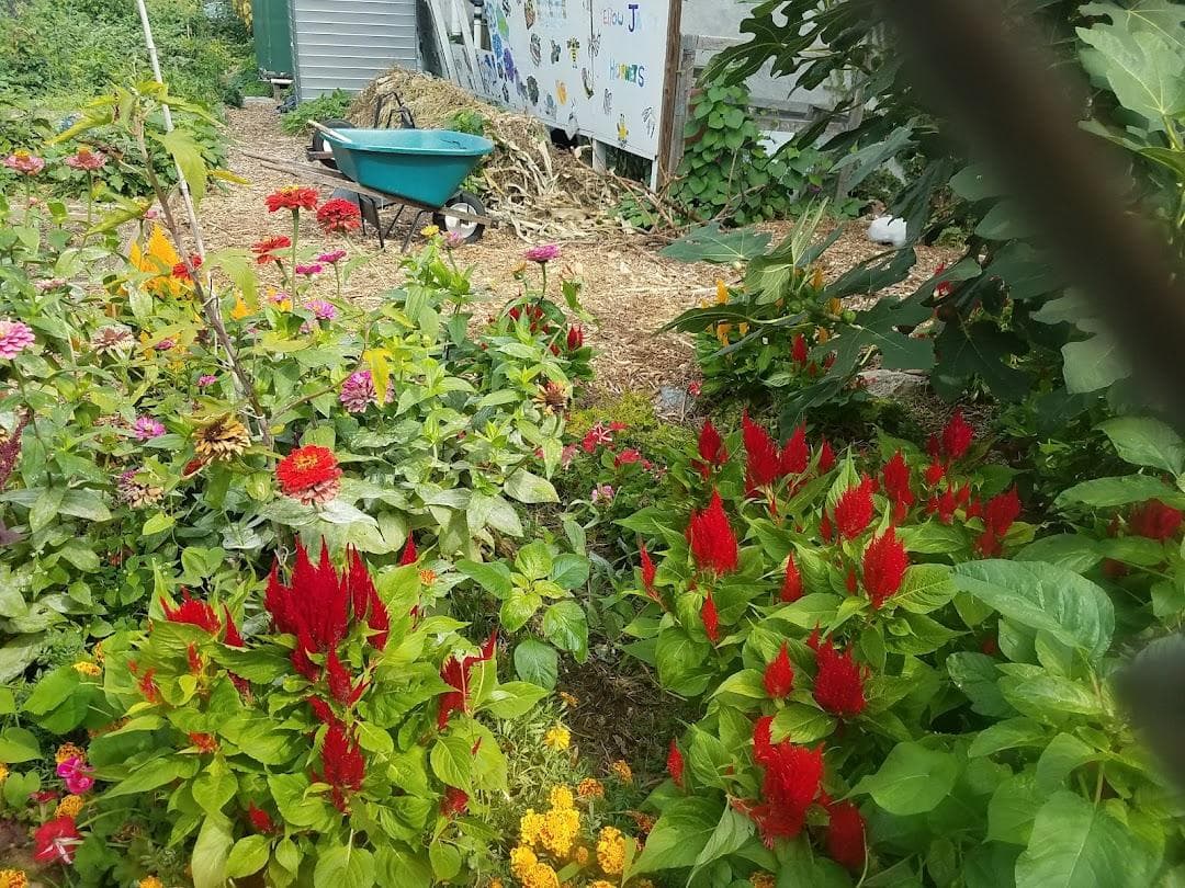 Phoenix Community Garden photo 3