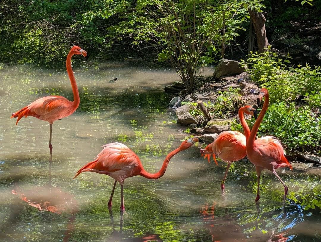 Bronx Zoo photo 3