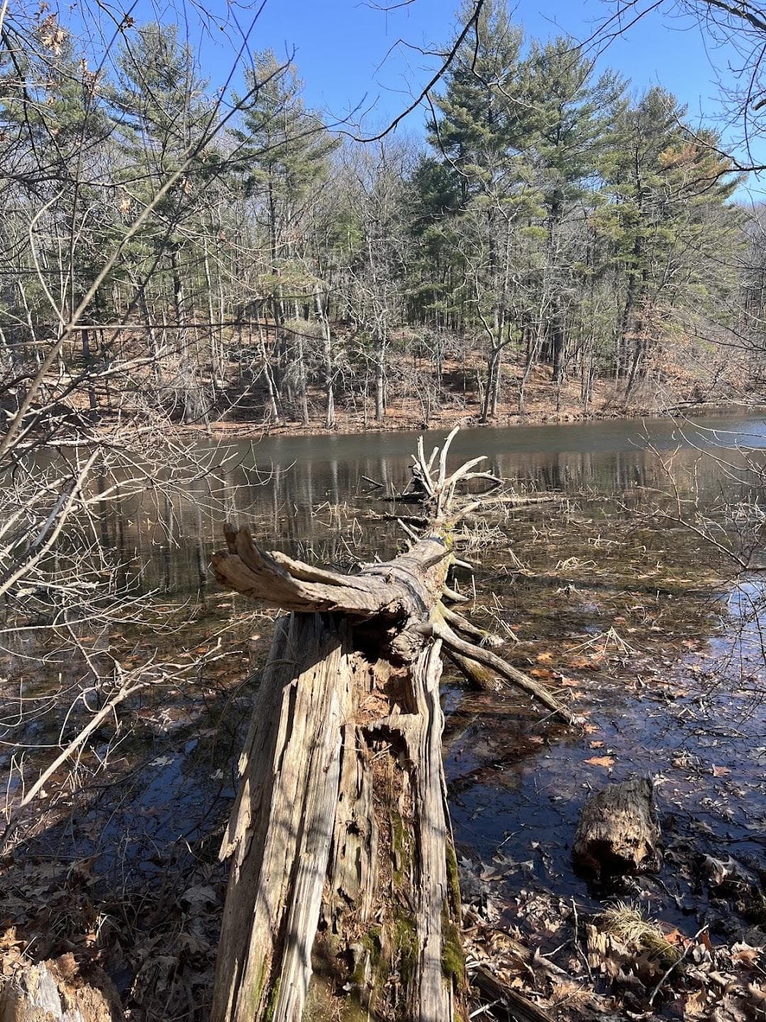 Hapgood Wright Town Forest - Fairyland Pond Parking photo 2