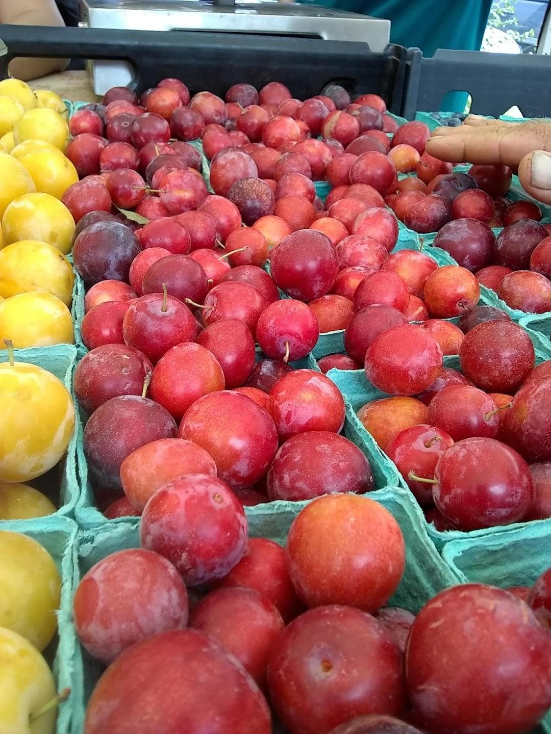 Davis Square Farmers Market photo 2